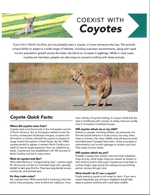 coyotes pg 1