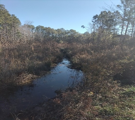 Vegetated Buffer along Cherry Rd
