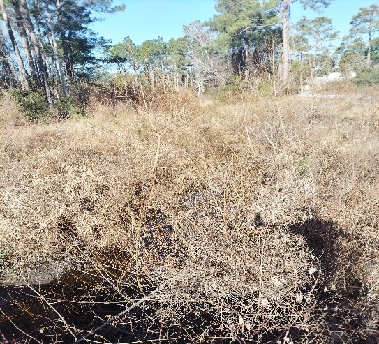 Vegetated Buffer along Cherry Rd